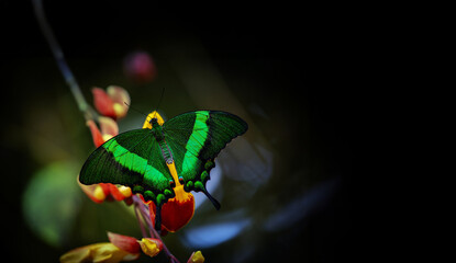 Butterfly Green swallowtail butterfly, Papilio palinurus in a rainforest