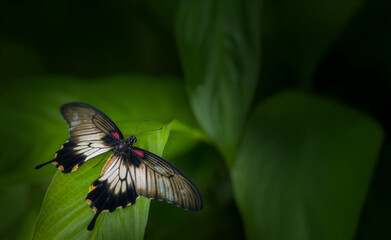 Butterfly Pachliopta jophon in a rainforest