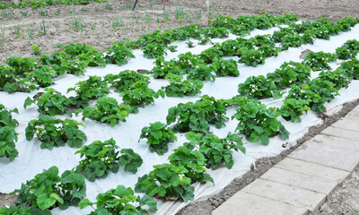 Growing strawberries using white agrofiber