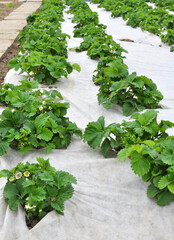 Growing strawberries using white agrofiber
