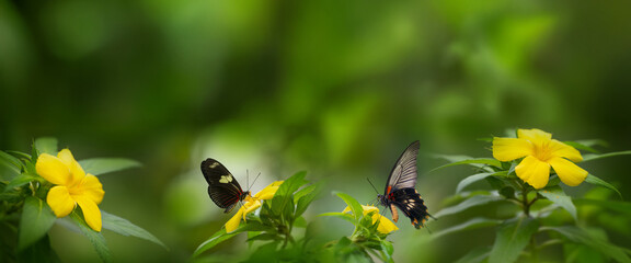 Butterfly Heliconius Hacale zuleika and Pachliopta jophon in a rainforest