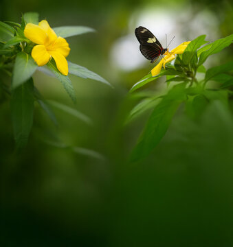 Butterfly Heliconius Hacale zuleika in a rainforest