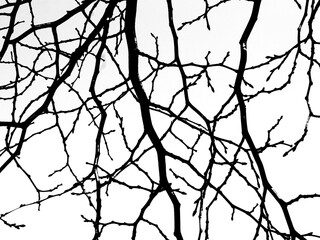 Tree branches on a white background