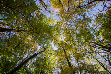 autumn tree canopy