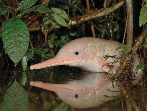 A rare pink river dolphin swimming in the Amazon river.