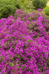 Blooming bougainvillea in Patmos, Greece, forming a dense cascade of vibrant purple flowers and lush green leaves