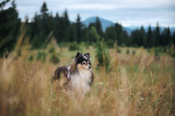 A Sheltie stands alert in a grassy field with pines and hills in the distance. Its tail and ears...