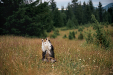 Fototapeta premium A pair of Shelties walk slowly along a trail in dry grass. Trees and mountain peaks frame the background.
