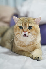 Cute, fluffy cat with golden fur and large green eyes is lying on soft surface, looking curiously...