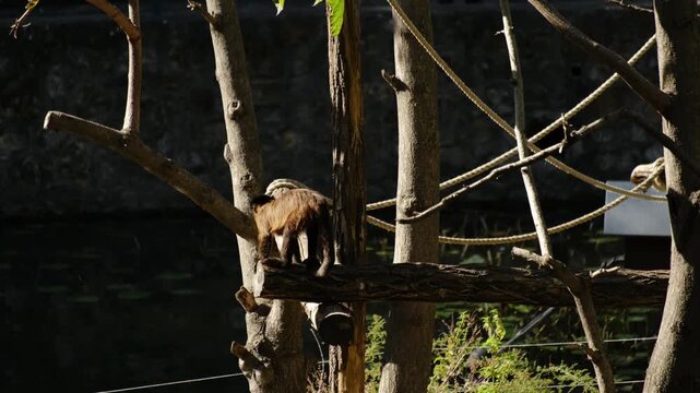 A capuchin monkey sitting on a tree branch in a natural enclosure with sunlight and shadows. Concept of wildlife behavior, curiosity, intelligence, nature observation and animal life