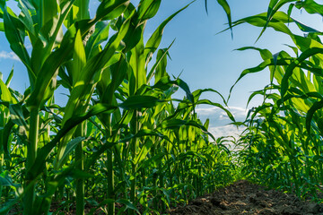 Tall maize plants stretch upward toward the sun, their lush green leaves creating a canopy above, promising a bountiful harvest soon