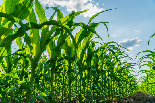 Lush corn plants reach for the sun in a thriving field, showcasing nature's bounty during the peak growth season of summer