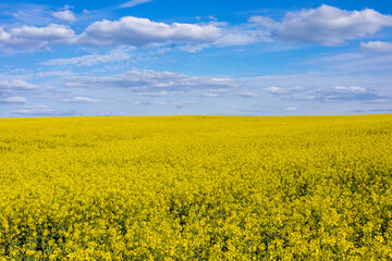 Obraz premium Golden rapeseed flowers bloom in a vast field, dancing gently in the breeze beneath a beautiful azure sky dotted with fluffy clouds