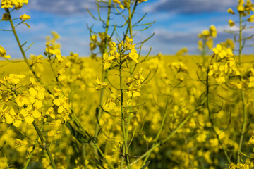 Obraz premium Vibrant yellow rapeseed flowers stretch towards the sky, filling the fields with color during a beautiful spring day, inviting nature's beauty
