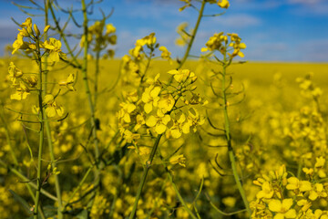 Bright yellow rapeseed flowers flourish in an expansive field, basking in the sunshine, creating a picturesque rural landscape