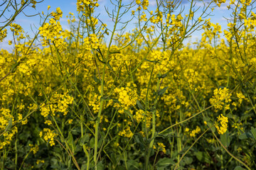 Obraz premium Bright yellow rapeseed flowers stretch across the fields, swaying gently in the warm spring breeze, under a clear blue sky