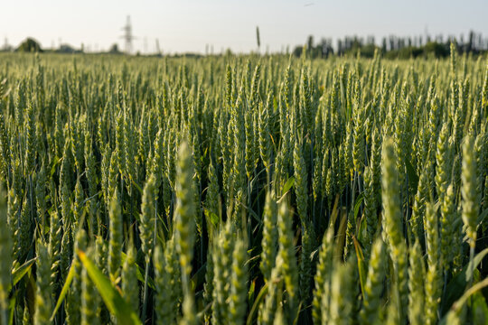 Golden wheat sways gently in the breeze, inviting the sun's rays as it flourishes in a lush field during the vibrant season of growth