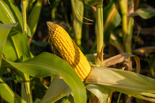 Golden corn cob stands out amidst vibrant green plants, signaling the fruitful harvest season in the fertile field