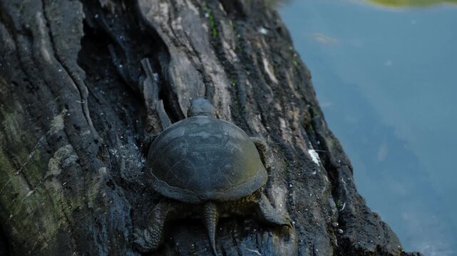 Small freshwater turtle resting on a textured tree root near calm pond water. Natural wildlife scene showing reptile behavior in a quiet outdoor environment