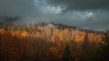 Fototapeta premium Autumn forest with colorful trees and dark stormy sky. Nature and seasonal change. Forest landscape. The scene of fall foliage and approaching storm.