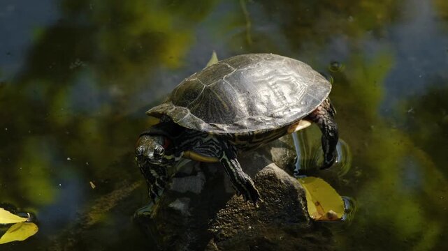 Freshwater turtle resting on a rock surrounded by calm green pond water. Natural sunlight highlights shell texture and relaxed animal behavior in a quiet outdoor environment