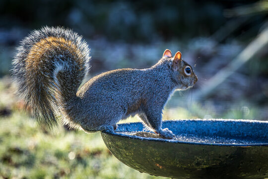 A close up of a grey squirrel perched on a bird bath with frozen water, on a sunny December day