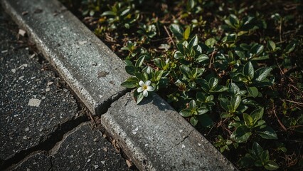 A small white flower growing next to a concrete curb amidst green foliage.