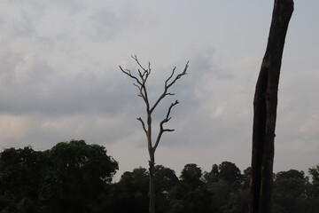 Tree branches, nature environment, environment and flora 