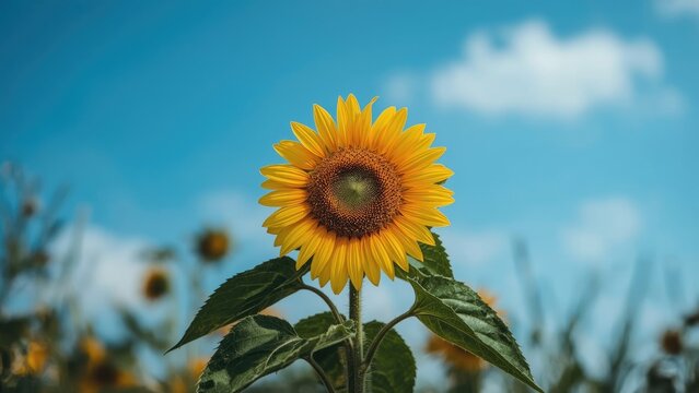 Bright sunflower in a field under a blue sky with white clouds. Nature and floral scene. The image of a sunflower with green leaves on a sunny day. - Powered by Adobe