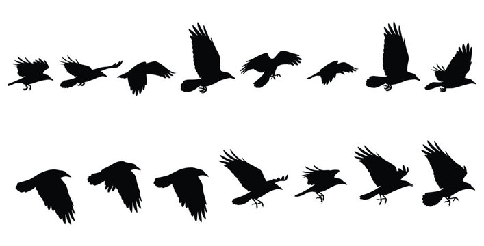 Silhouette animation sequence showcasing various stages of a majestic black raven bird flapping its wings while in continuous midair flight motion