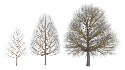 Three bare trees in winter isolated on transparent background