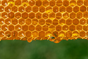Honey dripping from honey comb on nature background, closeup. Fresh honey dripping from the honeycombs. Healthy food concept and diet