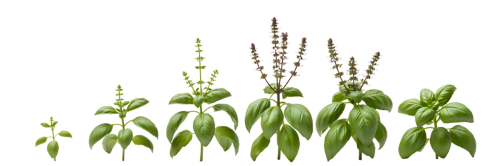 Growth stages of basil plant isolated on transparent background