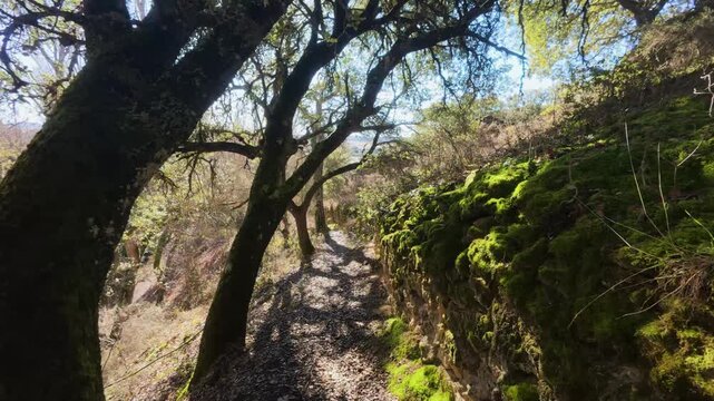 Dynamic low-angle shot looking up through the bare branches of winter trees towards the mossy cliffs of the Fuentetoba natural park, a hidden gem in the beautiful region of Castilla y Le&oacute;n, Spain.