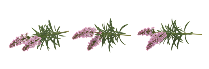Three pink flowering branches isolated on transparent background