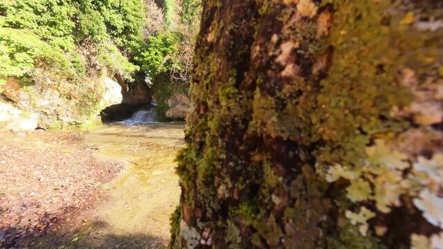 Detailed close-up of a moss-covered tree trunk in the Fuentetoba forest, with the soft focus of the Golmayo River in the background, capturing the textures of nature during a winter day in Soria.