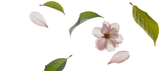 Delicate pink blossom with leaves isolated on transparent background