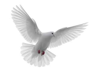 Untitled design - Firefly_free flying white dove isolated transparent background
