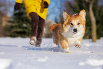 Obraz premium Corgi Running Through Snow Toward Camera During Winter Training Walk with Owner