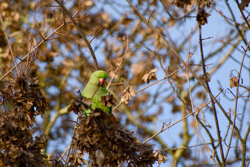Rose-ringed parakeet eating maple seeds