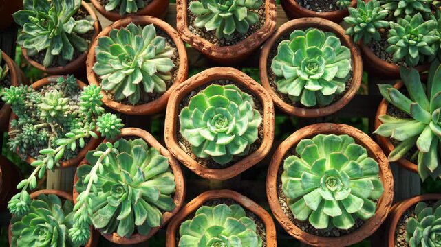 Close up of many succulents in terracotta pots, plant collection, gardening concept