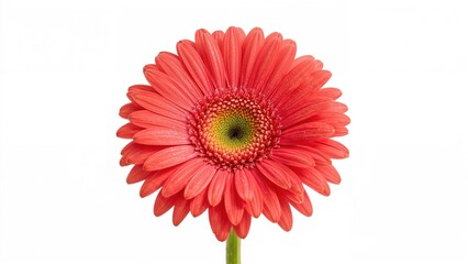 Bright red gerbera daisy with a yellow-green center, isolated on white background.