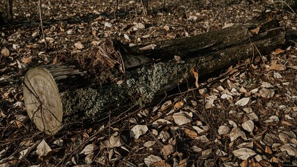 Fototapeta premium A fallen log laying on a forest floor covered with dried leaves and small twigs.