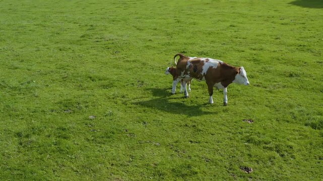 Aerial view of cows in Germany on a sunny day in summer on a pasture. A cow and it's calf walking along.