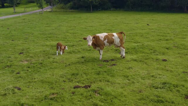 Aerial view of cows in Germany on a sunny day in summer on a pasture. A cow and it's calf walking along.