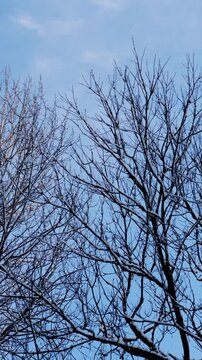 Cinematic Rotating View of Winter Tree Tops | Spinning Low Angle Forest Canopy | Dizzying Pine Tree Treetops B-Roll | Faceless Nature Aesthetic