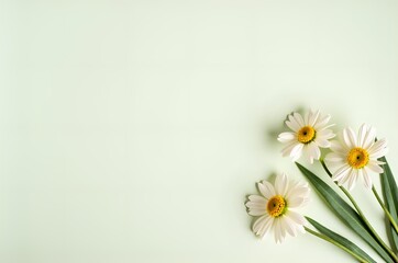 Daisies on a Soft Green Background