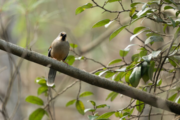 Fototapeta premium Variegated laughingthrush perched quietly among forest branches beneath soft woodland light