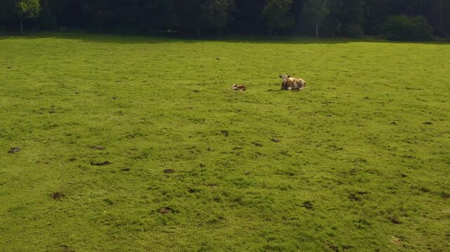 Aerial view of cows in Germany on a sunny day in summer on a pasture. A cow and it's calf walking along.