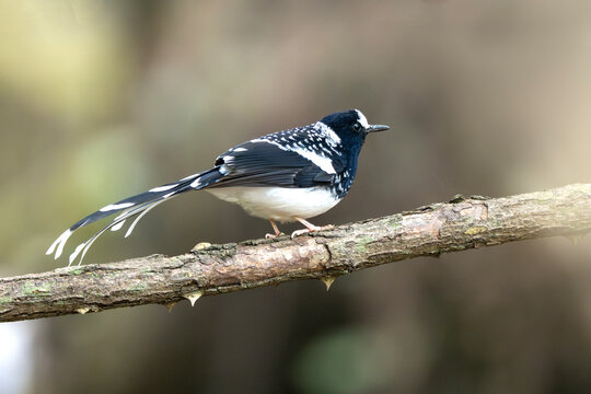 Spotted forktail perched quietly inside dense forest
